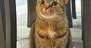 Lola Valentine joined the competition — help win amazing prizes! cat, tabby_cat, indoor, carpet, chair, wooden_furniture, pet, animal, whiskers, fur, cute, alert, sitting, eyes, floor, home, domestic_cat, feline, mammal, curious