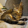 cat, tabby_cat, feline, pet, indoor, couch, blanket, relaxed, sleeping, cozy, fur, whiskers, paws, resting, domestic_animal, home, comfortable, soft_texture, animal, mammal