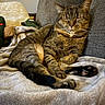 Lola Valentine joined the competition — help win amazing prizes! cat, tabby, sleeping, couch, blanket, plush, indoor, pet, feline, cozy, relaxed, fur, whiskers, paws, home, comfort, resting, animal, cute, domestic