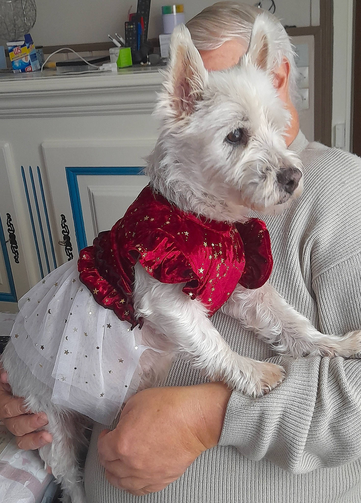 Groseille a rejoint le concours — aidez-le/la à gagner de superbes lots ! carnivore, collar, comfort, companion_dog, dog, dog_breed, dog_clothes, dog_supply, fashion_accessory, fawn, fur, non_sporting_group, pattern, small_terrier, snout, terrier, toy_dog