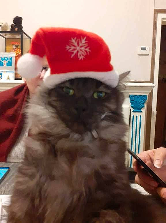 Oliver a rejoint le concours — aidez-le/la à gagner de superbes lots ! baseball_cap, black_cat, cap, carnivore, cat, christmas, costume_hat, domestic_short_haired_cat, door, fawn, felidae, fur, hat, mammal, personal_protective_equipment, santa_claus, small_to_medium_sized_cats, snout, tail, whiskers