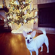 Pippa joined the competition — help win amazing prizes! dog, chihuahua, white_dog, pet, christmas_tree, holiday_decorations, lights, ornaments, indoor, wood_floor, festive, smiling_dog, tail_wagging, small_dog, living_room, warm_lighting, holiday_season, cute_pet, decor, fireplace