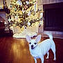 dog, chihuahua, white_dog, pet, christmas_tree, holiday_decorations, lights, ornaments, indoor, wood_floor, festive, smiling_dog, tail_wagging, small_dog, living_room, warm_lighting, holiday_season, cute_pet, decor, fireplace