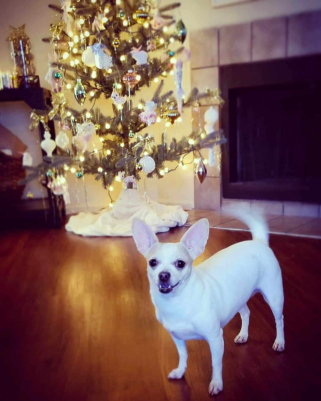 Pippa joined the competition — help win amazing prizes! dog, chihuahua, white_dog, pet, christmas_tree, holiday_decorations, lights, ornaments, indoor, wood_floor, festive, smiling_dog, tail_wagging, small_dog, living_room, warm_lighting, holiday_season, cute_pet, decor, fireplace