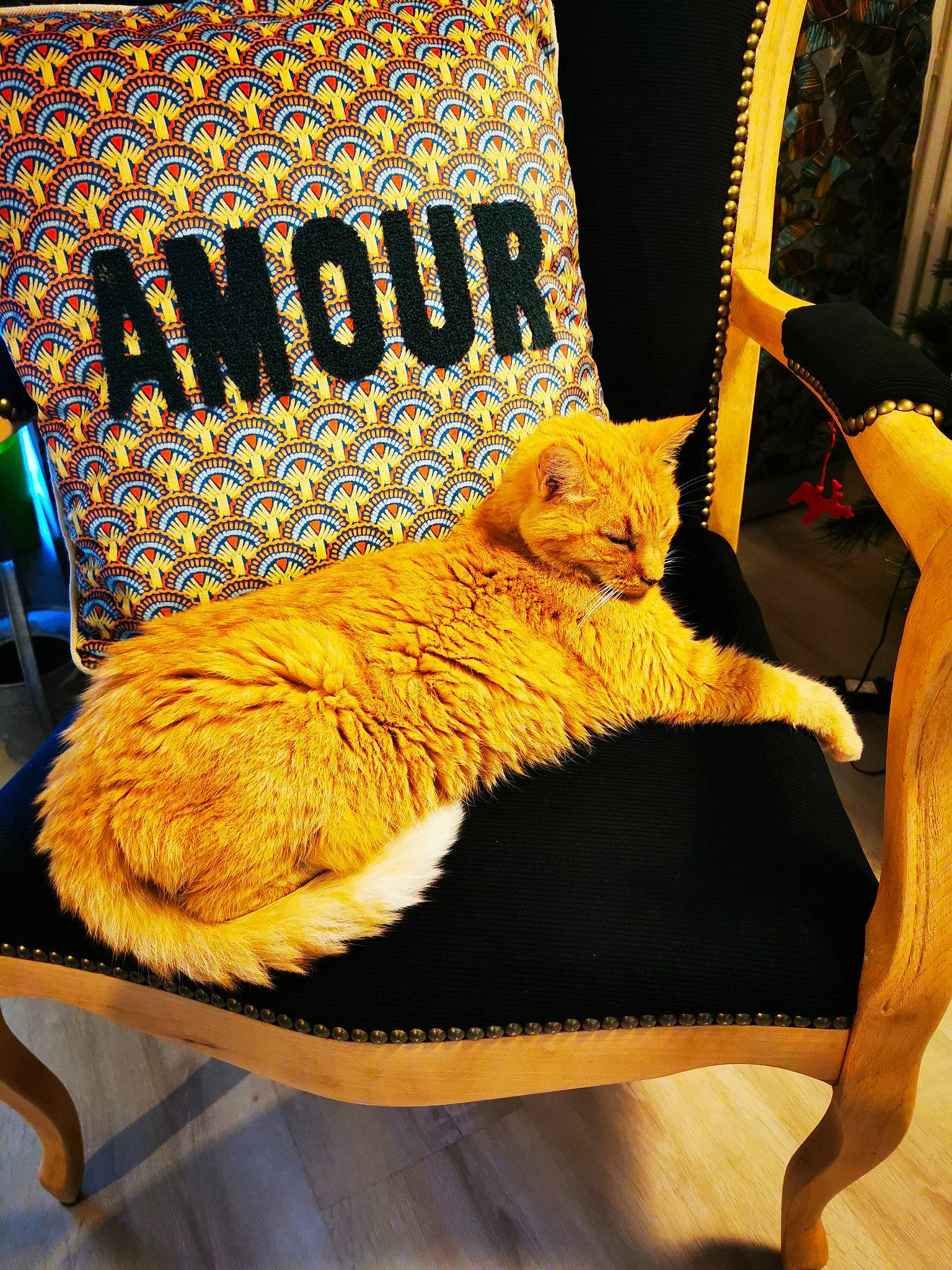 Bernie a rejoint le concours — aidez-le/la à gagner de superbes lots ! bag, carnivore, cat, chair, comfort, couch, felidae, font, fur, hat, linens, paw, product, rectangle, room, small_to_medium_sized_cats, tail, textile, whiskers, wood