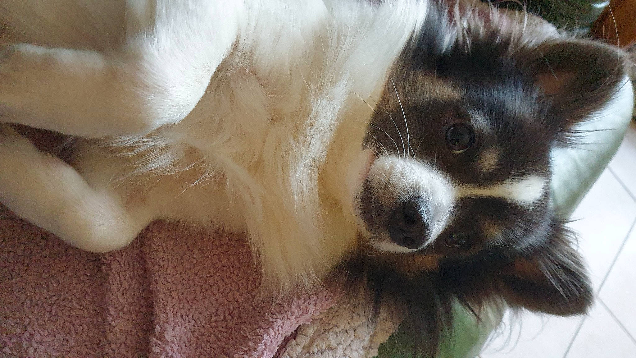 Guysmo participe au concours pour gagner de l'argent avec cette photo : canidae, carnivore, companion_dog, dog, dog_breed, ear, fawn, fur, puppy, snout, sporting_group, terrestrial_animal, toy_dog, whiskers, working_animal, working_dog