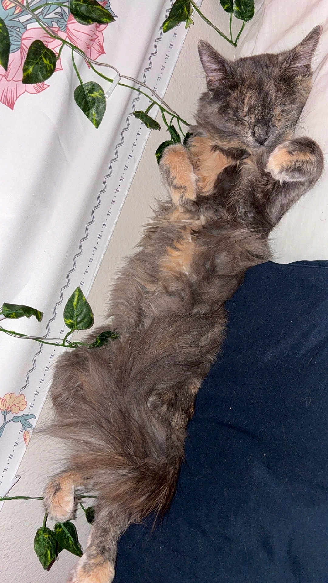 Precious joined the competition — help win amazing prizes! cat, kitten, sleeping, fluffy, long_fur, paws, belly_up, tail, indoor, bed, pillow, blanket, curtain, vining_plant, wall, cozy, nap, portrait, fur_texture, whiskers