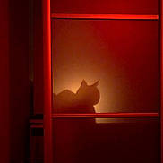 Bengal a rejoint le concours — aidez-le/la à gagner de superbes lots ! animal, calm, cat, cozy, dark, feline, frame, home, indoors, mysterious, night, pet, profile, quiet, red_light, shadow, silhouette, soft_light, still, wall