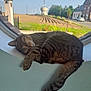 Tigrou participe au concours pour gagner de l'argent avec cette photo : cat, tabby, sleeping, windowsill, window, indoor, animal, pet, feline, resting, daylight, rural, landscape, field, house, road, nature, peaceful, relaxing, tail