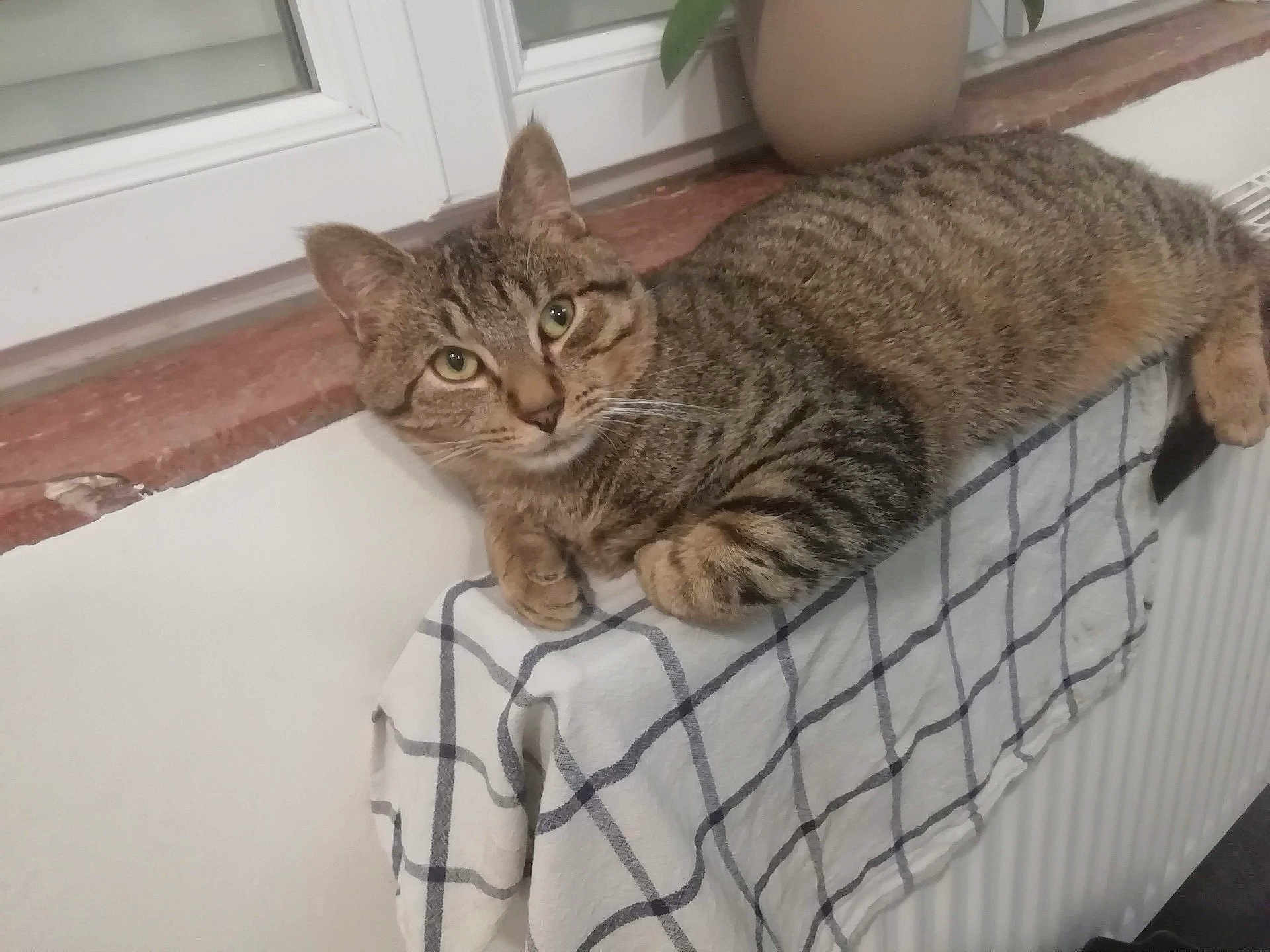Tigrou participe au concours pour gagner de l'argent avec cette photo : cat, tabby, indoor, window, radiator, cloth, checkered, potted_plant, fur, pet, animal, relaxed, resting, whiskers, ears, green_eyes, domestic_cat, curious, cozy, houseplant