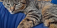 Tigrou participe au concours pour gagner de l'argent avec cette photo : cat, tabby, feline, pet, resting, sleepy, paw, fur, whiskers, indoor, cushion, blue, furniture, home, relaxed, close_up, animal, mammal, striped, cute