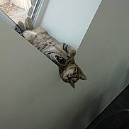 Tigrou a rejoint le concours — aidez-le/la à gagner de superbes lots ! cat, tabby, window, indoor, curious, paws, upside_down, relaxed, feline, striped, animal, pet, ledges, resting, home, cute, playful, looking, funny_pose, cozy