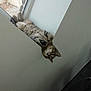 cat, tabby, window, indoor, curious, paws, upside_down, relaxed, feline, striped, animal, pet, ledges, resting, home, cute, playful, looking, funny_pose, cozy