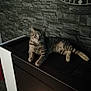 Tigrou a rejoint le concours — aidez-le/la à gagner de superbes lots ! cat, tabby_cat, pet, animal, feline, indoor, appliance, modern, stone_wall, texture, relaxed, curious, fur, whiskers, paws, floor, lighting, home, domestic, resting