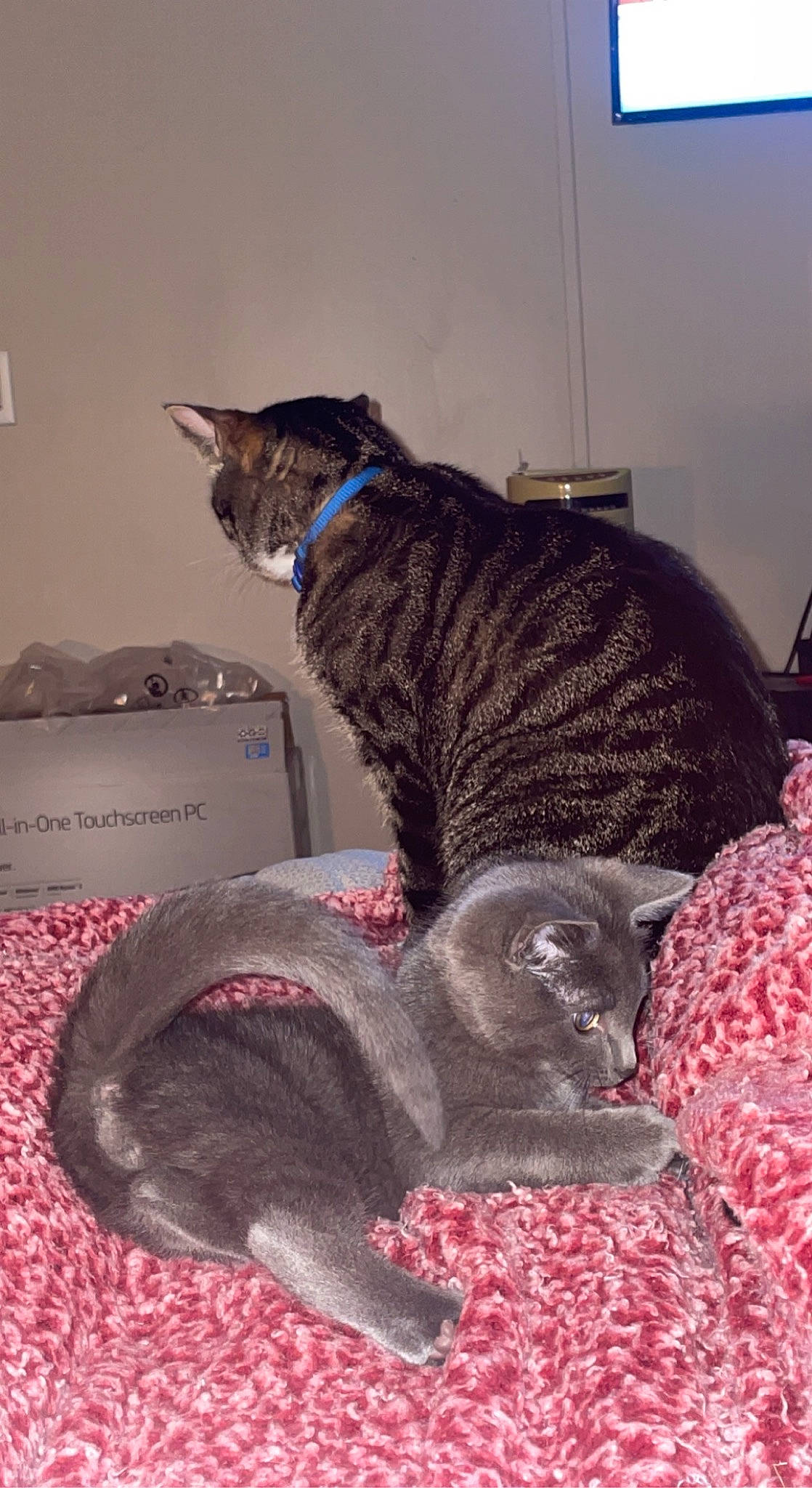 Bronco is registered to the contest to win money with this photo: carnivore, cat, cat_supply, cat_toy, claw, comfort, domestic_short_haired_cat, event, felidae, fur, grey, mammal, paw, pet_supply, small_to_medium_sized_cats, tail, terrestrial_animal, whiskers