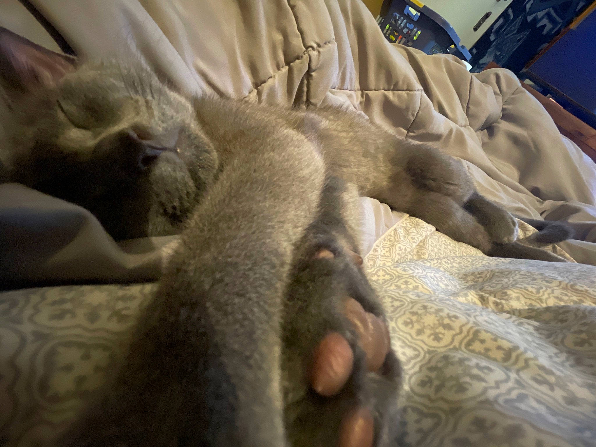 Bronco is registered to the contest to win money with this photo: bedding, carnivore, cat, claw, comfort, domestic_short_haired_cat, fawn, felidae, fur, grey, human_leg, linens, nap, paw, sleep, small_to_medium_sized_cats, tail, whiskers, window, wood