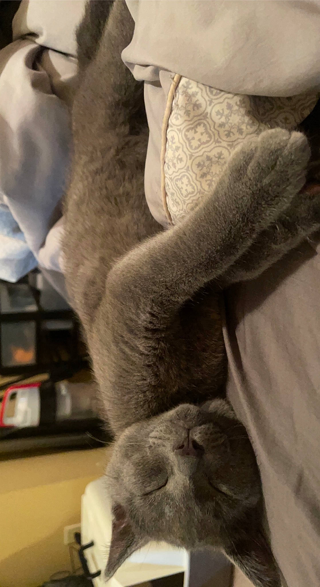 Bronco is registered to the contest to win money with this photo: art, artifact, comfort, dress, felidae, fur, gesture, grey, hand, human_body, human_leg, leg, room, sculpture, snout, statue, trunk, white, window, wood