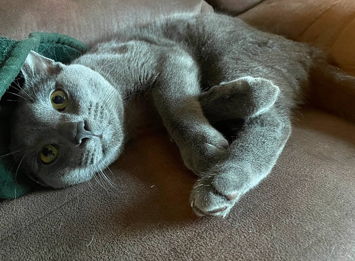 Bronco joined the competition — help win amazing prizes! carnivore, cat, claw, comfort, domestic_short_haired_cat, fawn, felidae, fur, grey, nap, paw, russian_blue, sleep, small_to_medium_sized_cats, snout, tail, terrestrial_animal, whiskers, window, wool