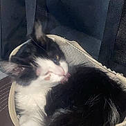 Luna is registered to the contest to win money with this photo: cat, black_and_white, furry, pet, animal, tongue, grooming, carrier_bag, straps, indoor, resting, feline, blurred, fur, whiskers, cute, domestic_animal, sleepy, relaxed, cozy