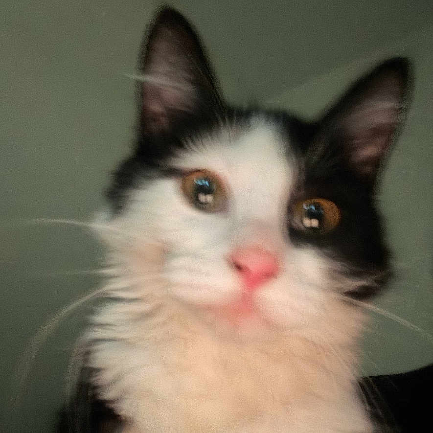 Luna joined the competition — help win amazing prizes! animal, black_and_white, blurred, cat, close_up, curious, cute, domestic_animal, ears, eyes, face, feline, fluffy, fur, indoor, nose, pet, portrait, soft_focus, whiskers