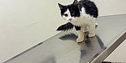 Luna is registered to the contest to win money with this photo: kitten, cat, black_and_white, metal_table, veterinary_clinic, poster, wall, floor, tile_floor, reflection, animal, pet, indoors, curious, standing, feline, young_cat, photograph, picture_frame, pier_photo