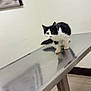 kitten, cat, black_and_white, metal_table, veterinary_clinic, poster, wall, floor, tile_floor, reflection, animal, pet, indoors, curious, standing, feline, young_cat, photograph, picture_frame, pier_photo