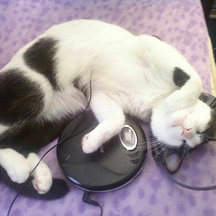 Tippy is registered to the contest to win money with this photo: animal, black_and_white, blanket, cat, cozy, curled_up, cute, domestic_cat, electronic_device, feline, fur, headphones, indoor, pet, purple, relaxed, resting, sleeping, soft, whiskers