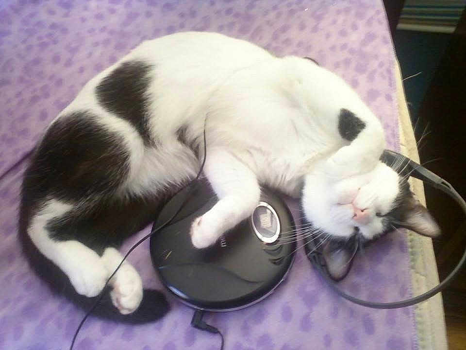 Tippy is registered to the contest to win money with this photo: cat, black_and_white, sleeping, curled_up, blanket, purple, electronic_device, headphones, pet, indoor, relaxed, cozy, fur, whiskers, animal, cute, resting, soft, domestic_cat, feline