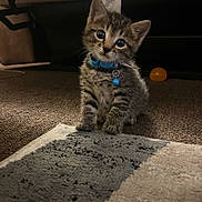 Ziggy joined the competition — help win amazing prizes! kitten, cat, tabby, blue_collar, bell, pet, animal, sitting, indoors, carpet, rug, living_room, cute, wide_eyes, whiskers, ears, furry, portrait, orange_ball, home