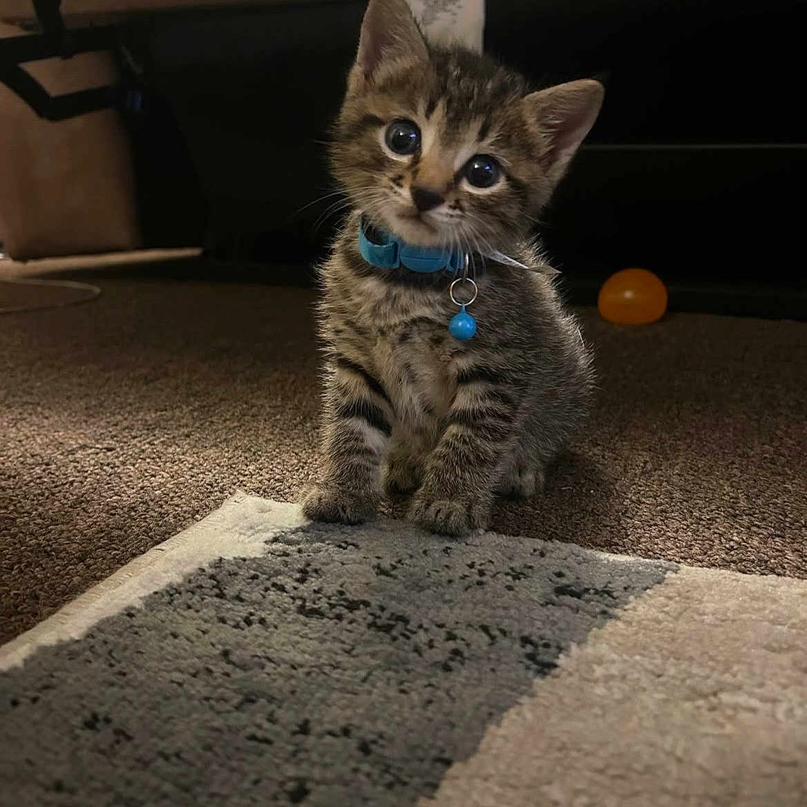 Ziggy