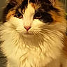 cat, calico_cat, longhaired_cat, fluffy, feline, pet, animal, portrait, close_up, front_facing, whiskers, ears, green_eyes, white_fur, orange_fur, black_fur, indoor, houseplant, sitting, photograph