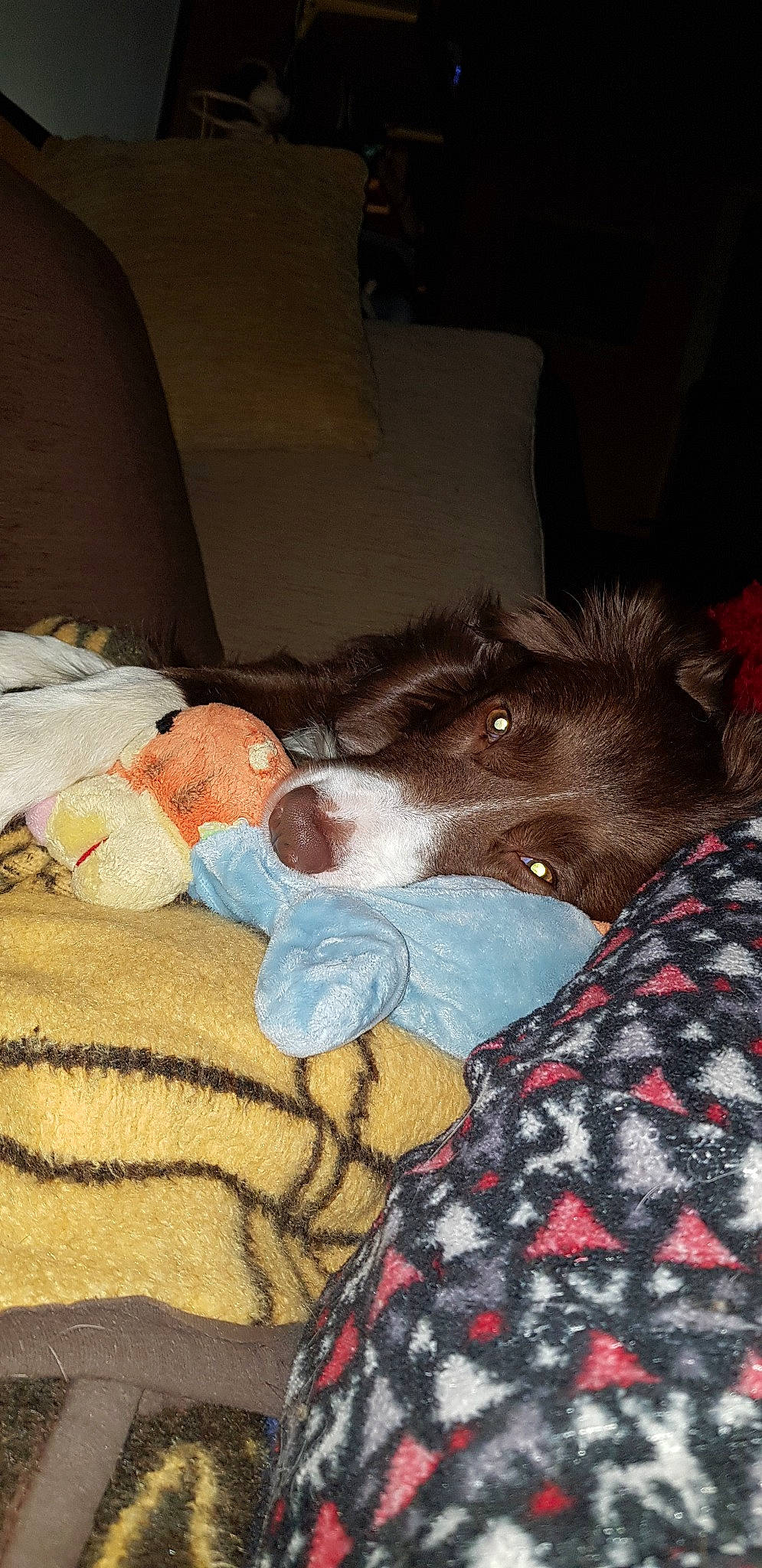 Nala participe au concours pour gagner de l'argent avec cette photo : canidae, carnivore, child, dog, dog_breed, sleep, sporting_group