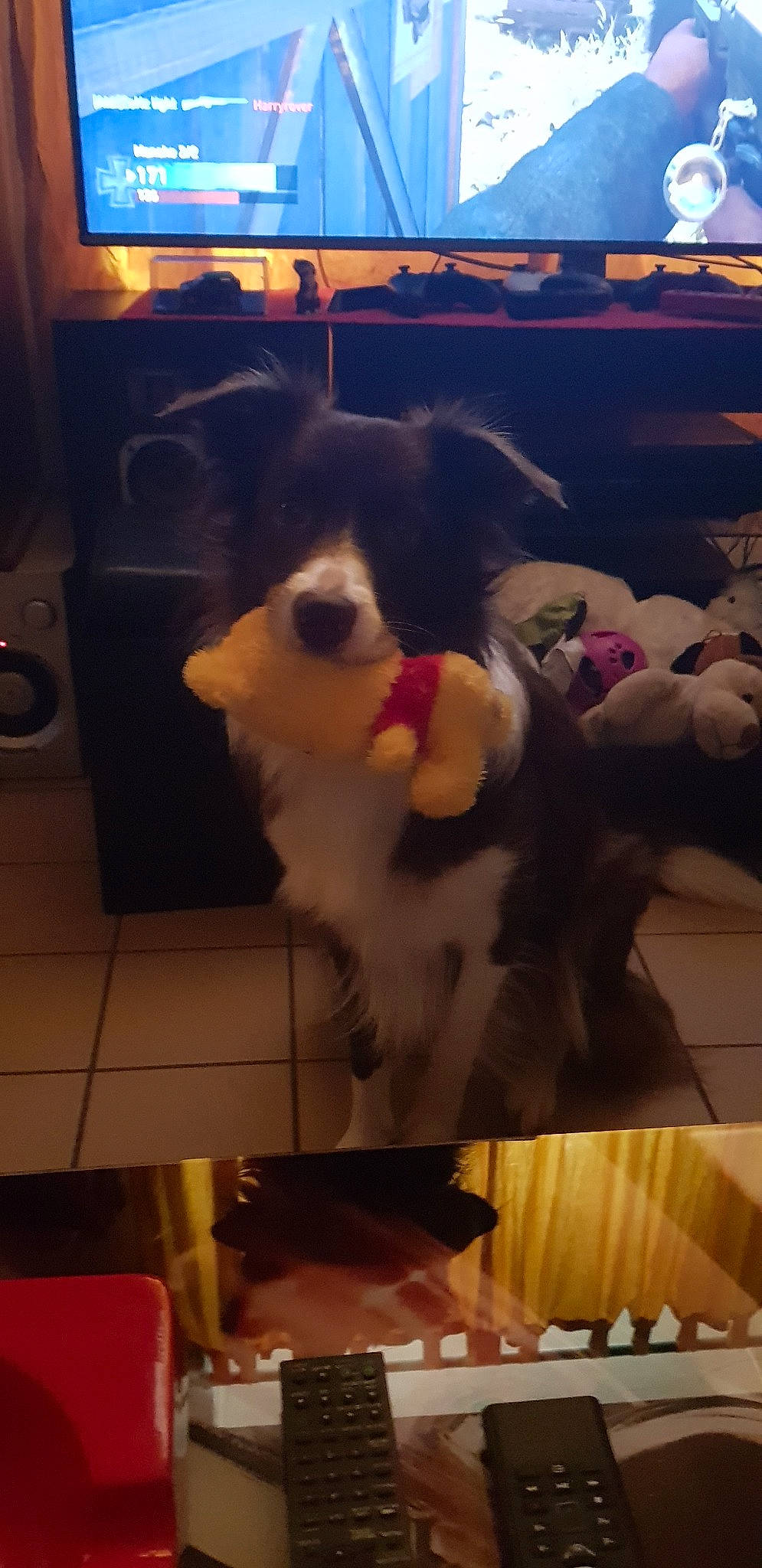 Nala a rejoint le concours — aidez-le/la à gagner de superbes lots ! australian_shepherd, canidae, carnivore, cat, dog, dog_breed, pomeranian, puppy, sky