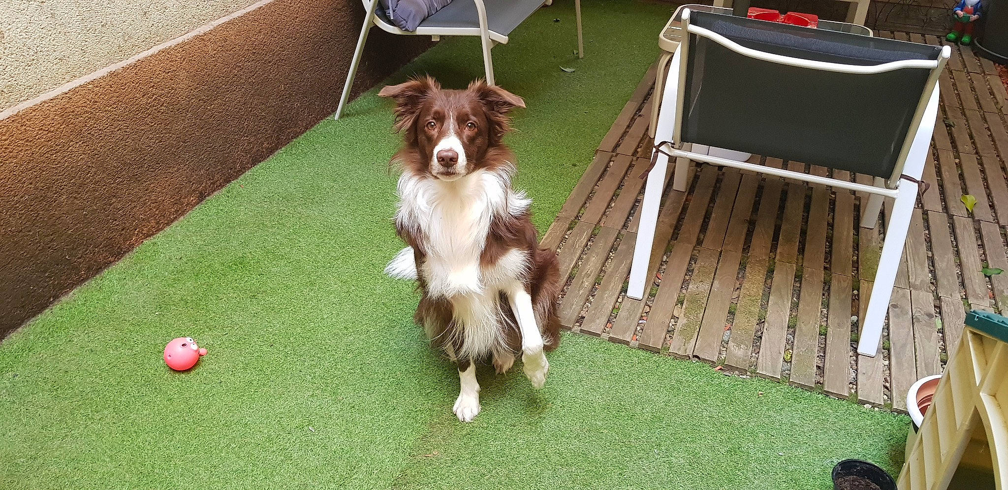 Nala participe au concours pour gagner de l'argent avec cette photo : australian_collie, australian_shepherd, border_collie, canidae, carnivore, companion_dog, dog, dog_breed, liver, mammal, miniature_australian_shepherd, sporting_group, vertebrate, working_dog