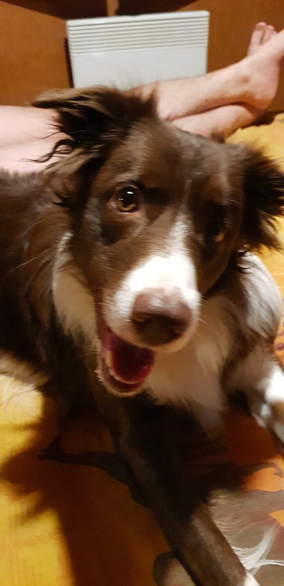 Nala participe au concours pour gagner de l'argent avec cette photo : australian_collie, australian_shepherd, border_collie, canidae, carnivore, collie, companion_dog, dog, dog_breed, herding_dog, mammal, rare_breed_dog, scotch_collie, snout, sporting_group, vertebrate, welsh_sheepdog, whiskers, working_dog