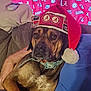 dog, santa_hat, alabama, crimson_tide, curtain, couch, collar, pet, indoor, brown_fur, decor, remote_control, relaxed, holiday, fan_gear, living_room, animal, portrait, seated, household