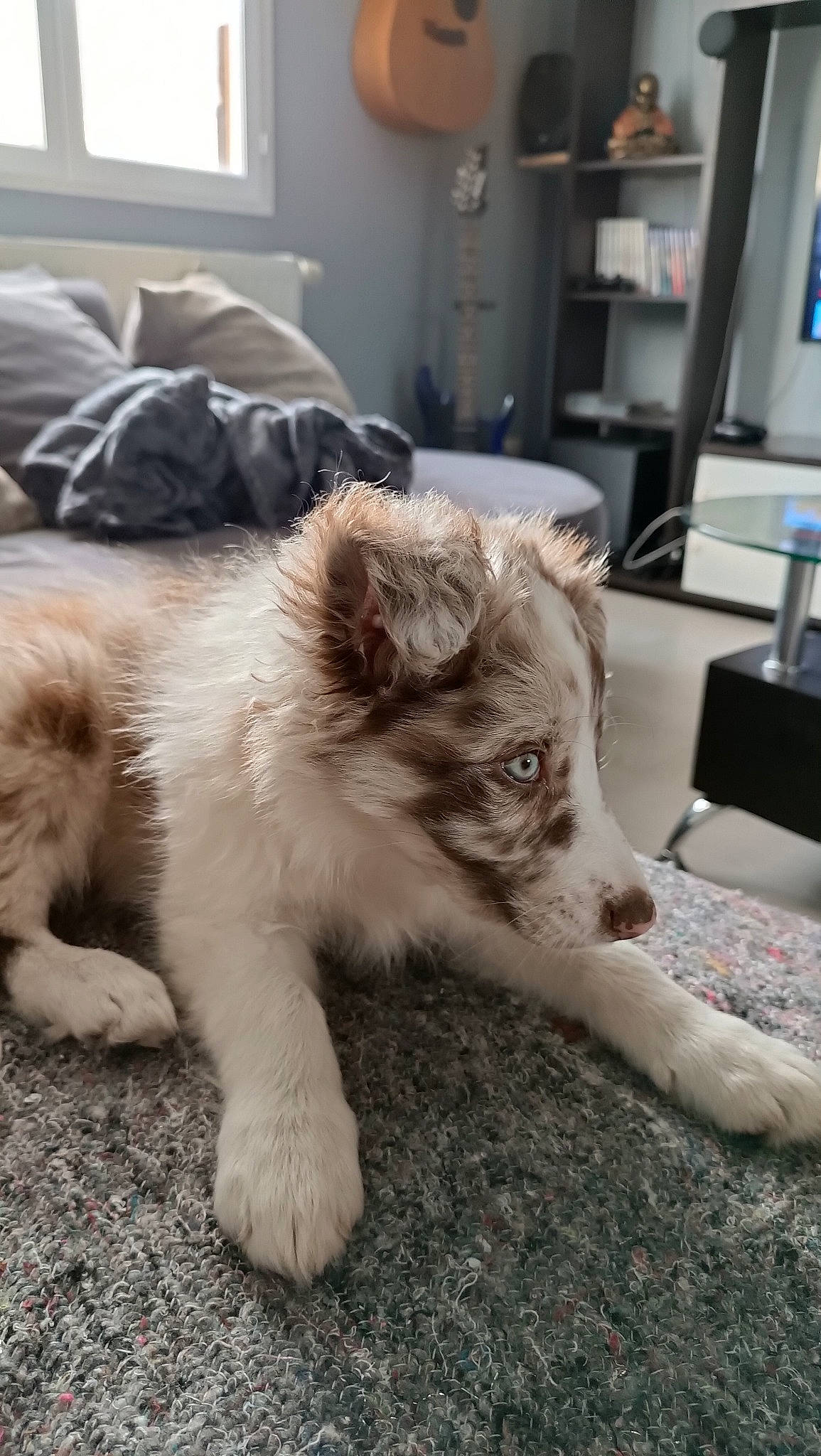 Ayko a rejoint le concours — aidez-le/la à gagner de superbes lots ! canidae, carnivore, companion_dog, computer_keyboard, dog, dog_breed, fawn, fur, koolie, lamp, mammal, picture_frame, shelf, snout, sporting_group, television, terrestrial_animal, whiskers, window, working_animal