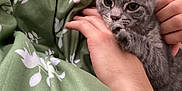 Fifi joined the competition — help win amazing prizes! kitten, cat, gray_cat, tabby, pet, hand, human_hand, blanket, green_blanket, leaf_pattern, snuggle, cozy, cute, animal, feline, paw, resting, indoor, comfort, young_cat