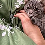 kitten, cat, gray_cat, tabby, pet, hand, human_hand, blanket, green_blanket, leaf_pattern, snuggle, cozy, cute, animal, feline, paw, resting, indoor, comfort, young_cat