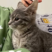 Fifi joined the competition — help win amazing prizes! kitten, cat, gray_tabby, pet, animal, indoor, blanket, green_blanket, person, shirt, gray_shirt, text_on_shirt, close_up, side_view, fur, cute, young_cat, domestic_cat, resting, curious