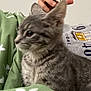 kitten, cat, gray_tabby, pet, animal, indoor, blanket, green_blanket, person, shirt, gray_shirt, text_on_shirt, close_up, side_view, fur, cute, young_cat, domestic_cat, resting, curious
