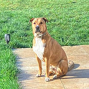 Horus a rejoint le concours — aidez-le/la à gagner de superbes lots ! dog, tan, white, sitting, patio, tile, grass, lawn, outdoor, sunlight, pet, collar, canine, backyard, nature, animal, quiet, alert, garden, daytime