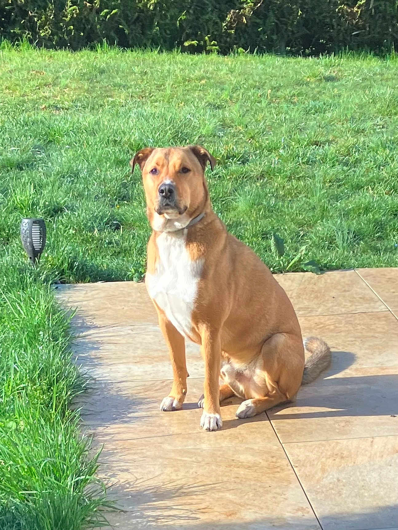 Horus a rejoint le concours — aidez-le/la à gagner de superbes lots ! dog, tan, white, sitting, patio, tile, grass, lawn, outdoor, sunlight, pet, collar, canine, backyard, nature, animal, quiet, alert, garden, daytime