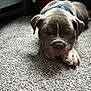 Koba is registered to the contest to win money with this photo: animal, carpet, close_up, collar, cozy, cute, dog, domestic_animal, fur, gray, indoor, nose, paw, peaceful, pet, puppy, quiet, resting, sleeping, young