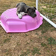 Koba joined the competition — help win amazing prizes! animal, backyard, cute, dog, fence, grass, nature, net, outdoor, pet, pink, plastic, play, puppy, relaxed, resting, sandbox, soccer_goal, summer, young_dog