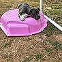 animal, backyard, cute, dog, fence, grass, nature, net, outdoor, pet, pink, plastic, play, puppy, relaxed, resting, sandbox, soccer_goal, summer, young_dog