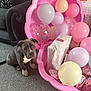 Koba is registered to the contest to win money with this photo: animal, balloons, birthday, carpet, celebration, cute, decorations, dog, festive, gift, indoor, living_room, pet, pink, playful, present, puppy, shell_container, sofa, wrapped_presents