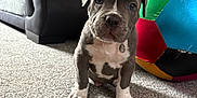 Koba is registered to the contest to win money with this photo: animal, carpet, colorful_ball, couch, curious, cute, dog, floor, furniture, gray_dog, home, indoor, living_room, pet, puppy, sitting, small, toy, white_paws, young_dog