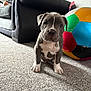 animal, carpet, colorful_ball, couch, curious, cute, dog, floor, furniture, gray_dog, home, indoor, living_room, pet, puppy, sitting, small, toy, white_paws, young_dog