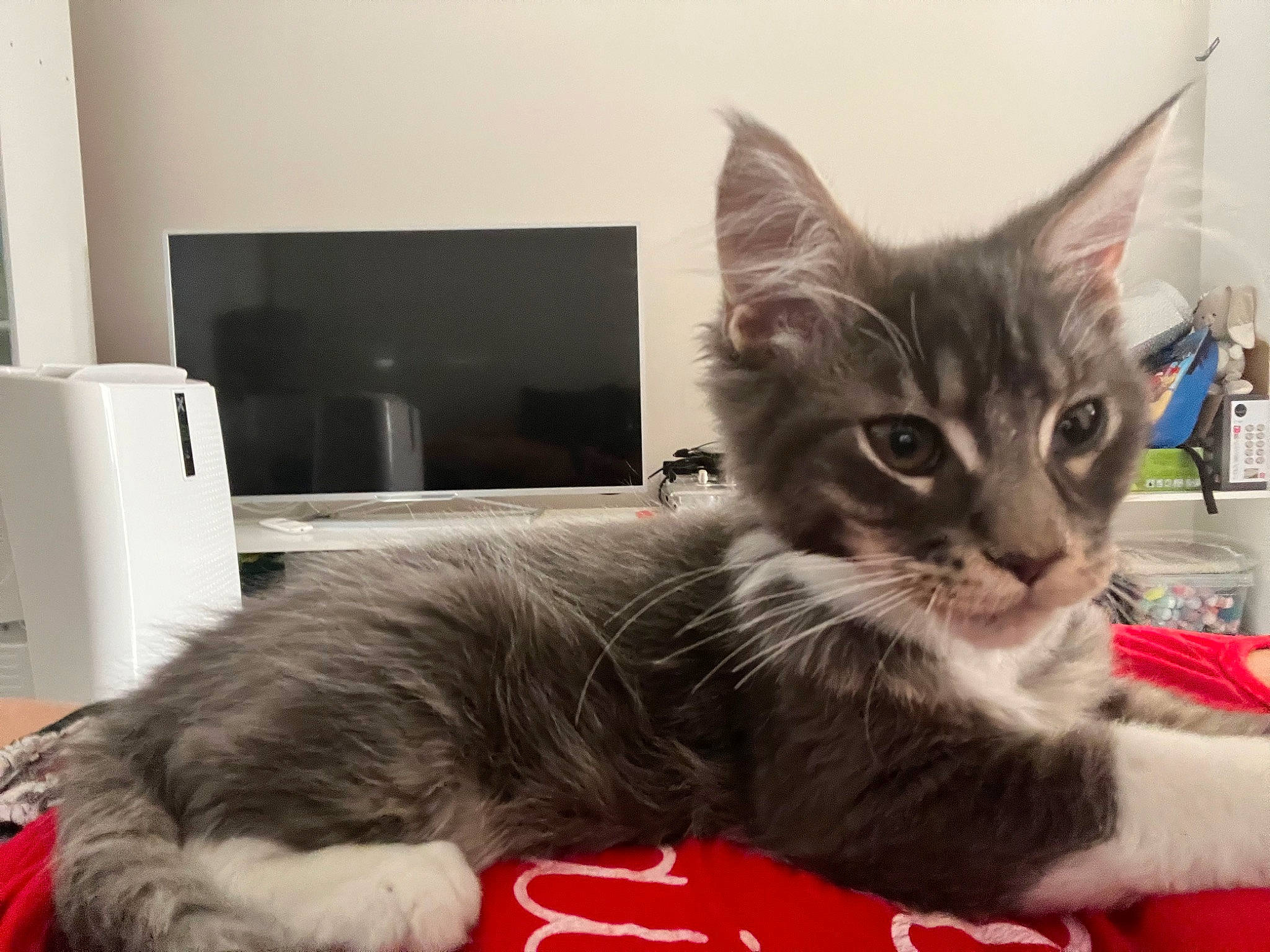 Thanos a rejoint le concours — aidez-le/la à gagner de superbes lots ! bed, box, carnivore, cat, cat_furniture, claw, comfort, domestic_short_haired_cat, felidae, fur, grey, home_appliance, paw, small_to_medium_sized_cats, snout, tail, television, whiskers